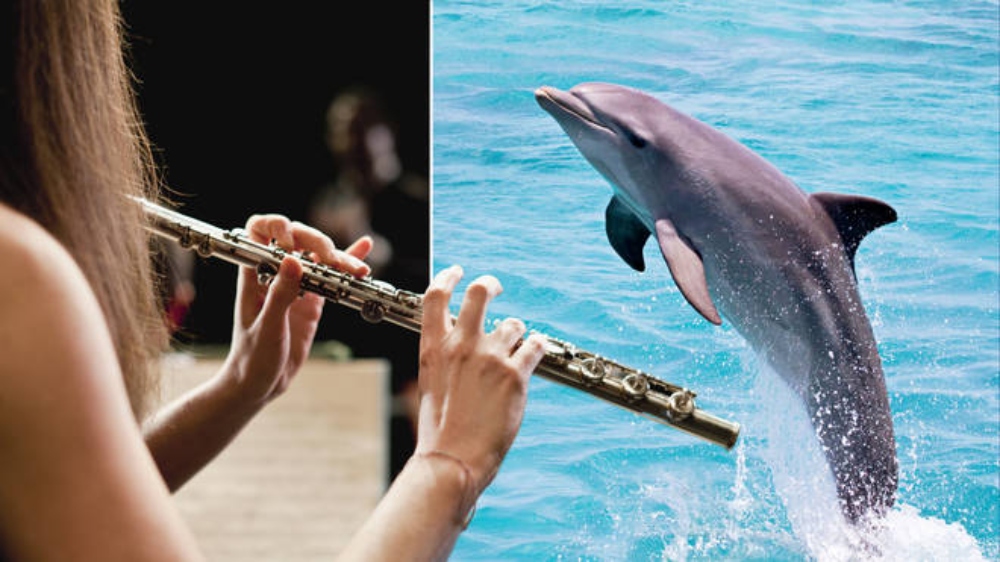 موسیقی و نهنگ‌ها